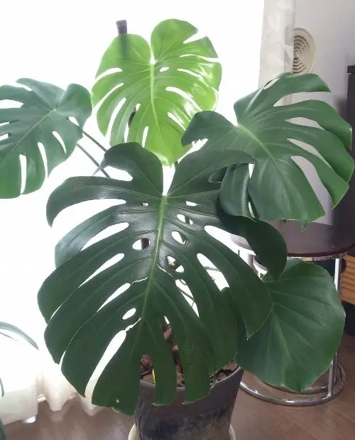 (専用)モンステラ　4 Amazon.co.jp: PLANCHU 観葉植物 モンステラ 4号鉢 受け皿付き