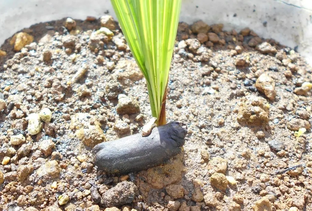 ナツメヤシ、ドライフルーツ種から発芽｜園芸日記byはなそうさ（花匝瑳