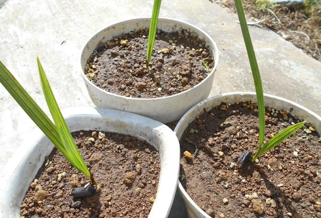 ㉓【栽培】500粒 ナツメヤシ デーツ 種子 苗 ①【栽培】実生苗4株