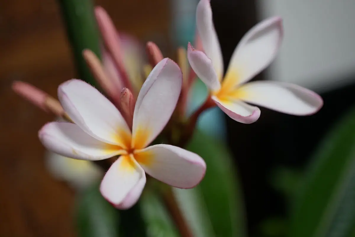 小さな花が咲きました(ドワーフシンガポールピンク）｜園芸日記by