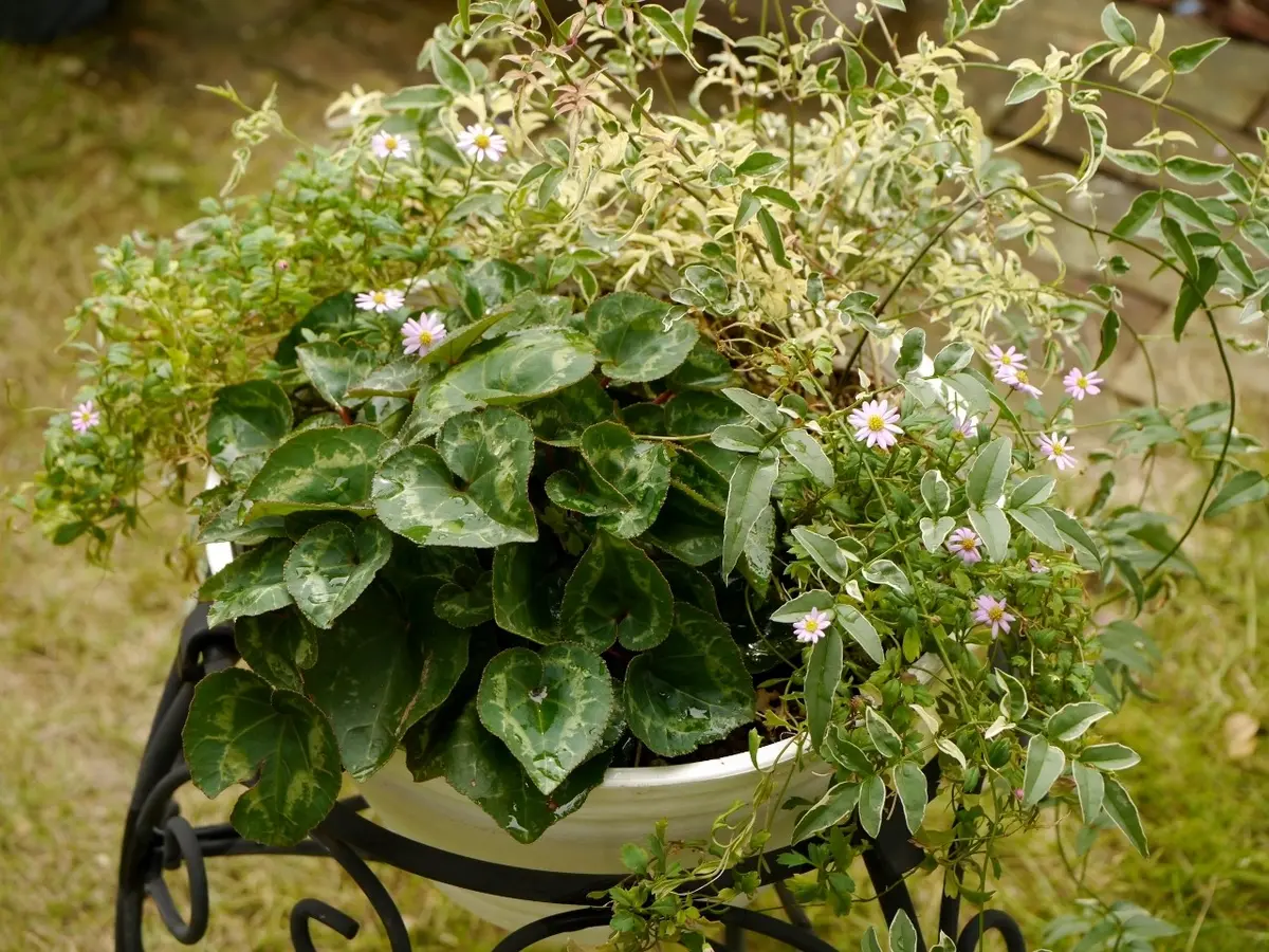 ほったらかし寄せ植え｜園芸日記by六花｜みんなの趣味の園芸｜256522