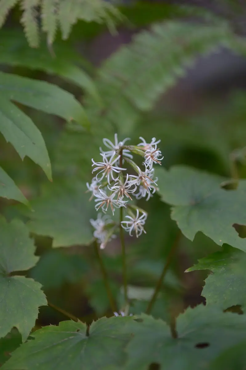 ③タモトユリ　山野草 タモトユリ - 「中越植物園オンラインショップ」