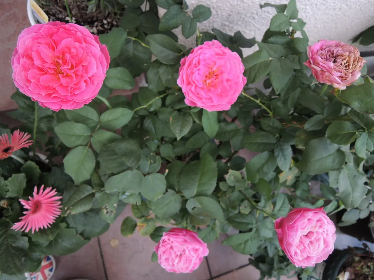 秋薔薇　ページ 秋薔薇2025 大塚｜SACHIKO_S