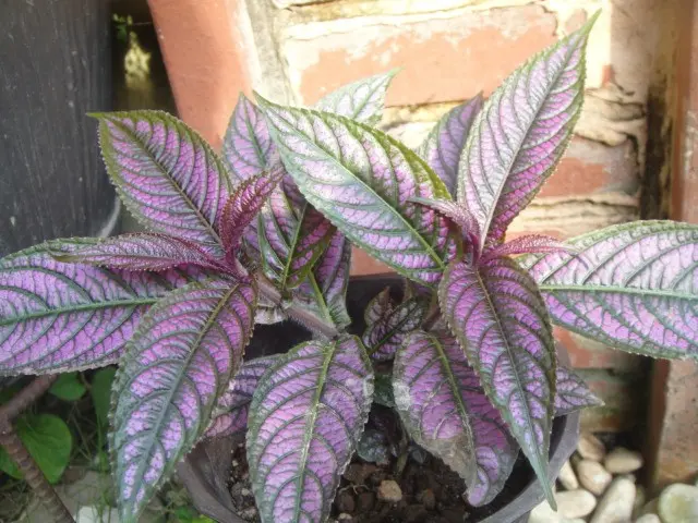 ストロビランティス ディエリアヌス 観葉植物/紫の葉(発根)/送料込み