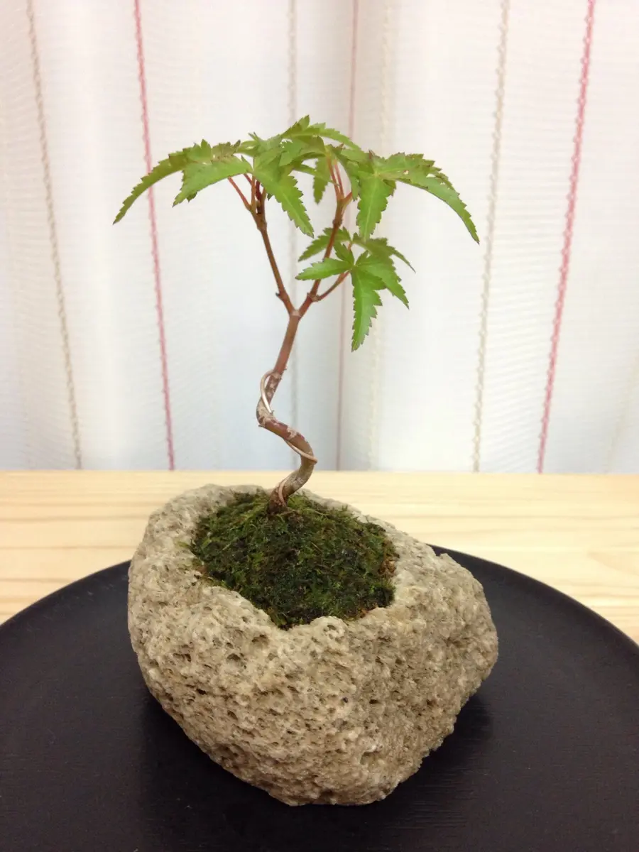 盆栽 小さな葉 曲がった幹（そろそろ学んでおきたい、盆栽の