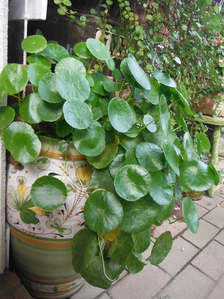 ウォーターマッシュルーム｜園芸日記byきぃ｜みんなの趣味の園芸｜258352