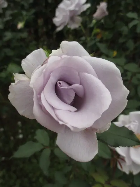 綺麗なピンク色にグレー色の薔薇⭐紬 直前】バラ ラプソディ+(淡いピンクラベンダー)40CM- - 花材通販はなど