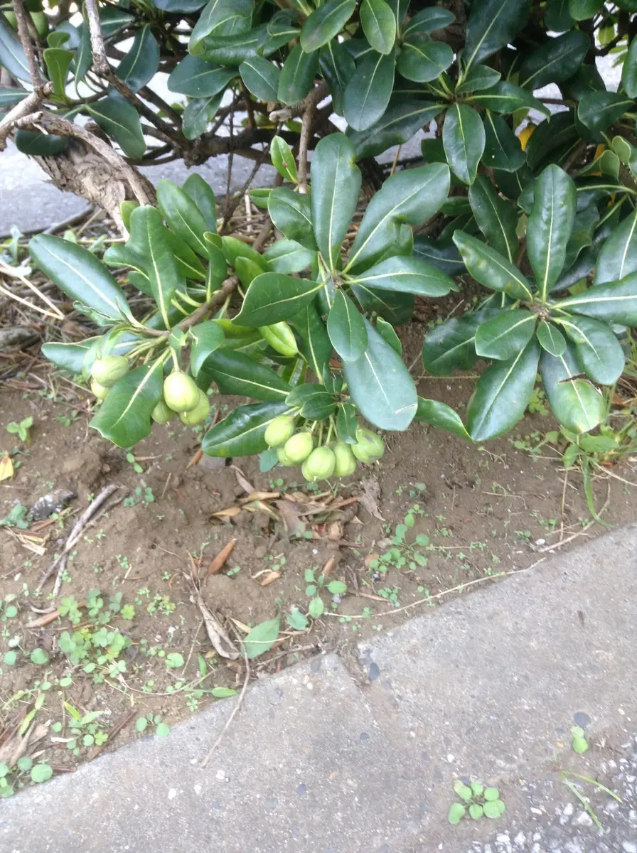 トベラの実！弾けました！｜園芸日記byチョコ｜みんなの趣味の園芸｜259679