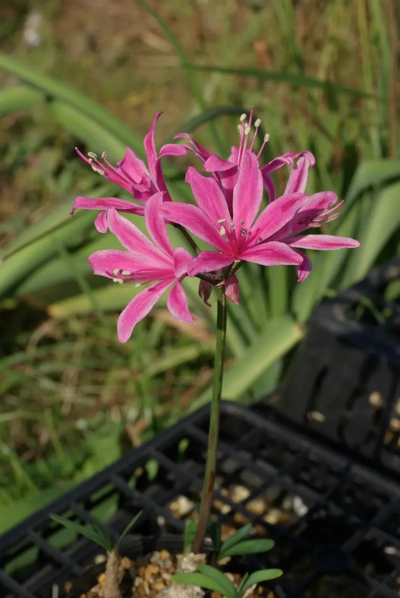【蕾付き】【原種】ネリネ　プディカ実生交配　白《10/17》 ネリネの交配種｜園芸日記by長岡 求｜みんなの趣味の園芸｜259999