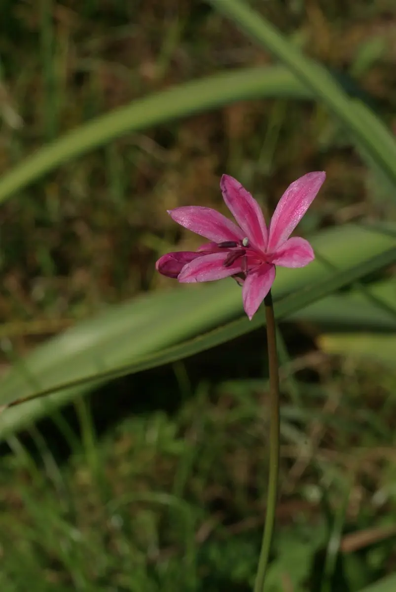 ネリネの交配種｜園芸日記by長岡 求｜みんなの趣味の園芸｜259999