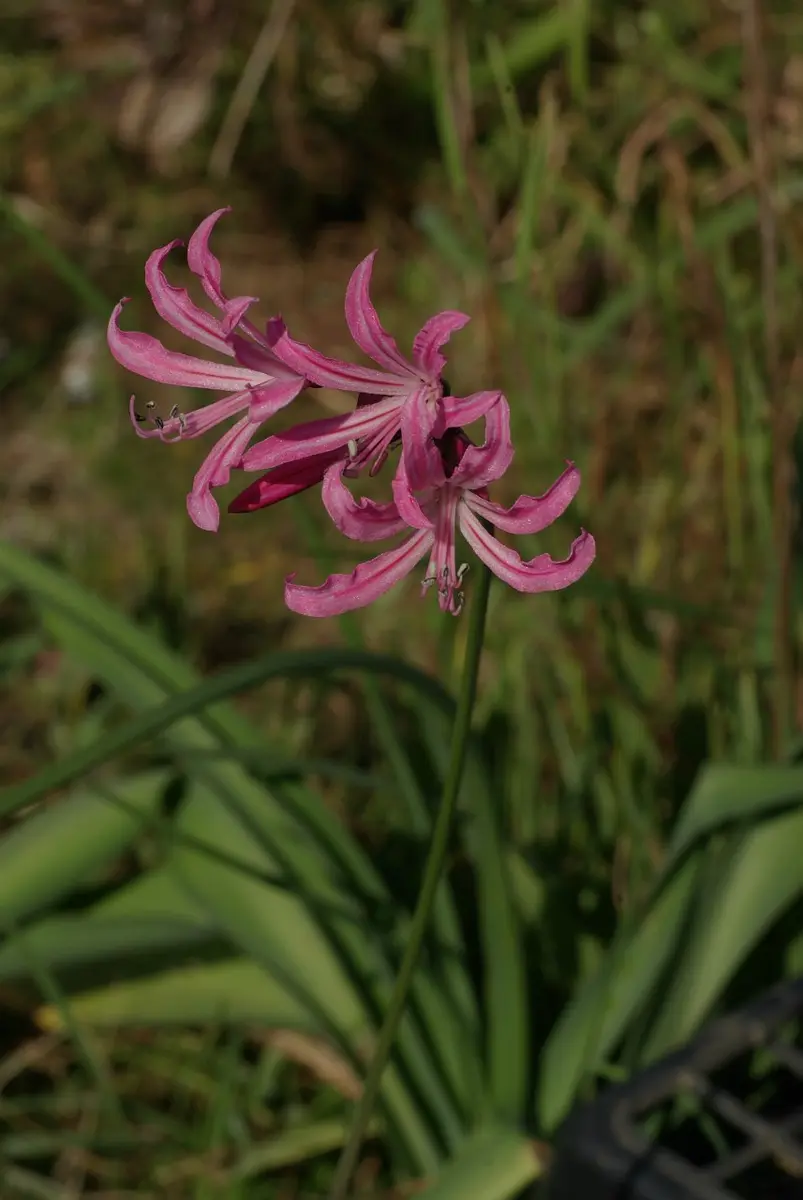 ネリネの交配種｜園芸日記by長岡 求｜みんなの趣味の園芸｜259999