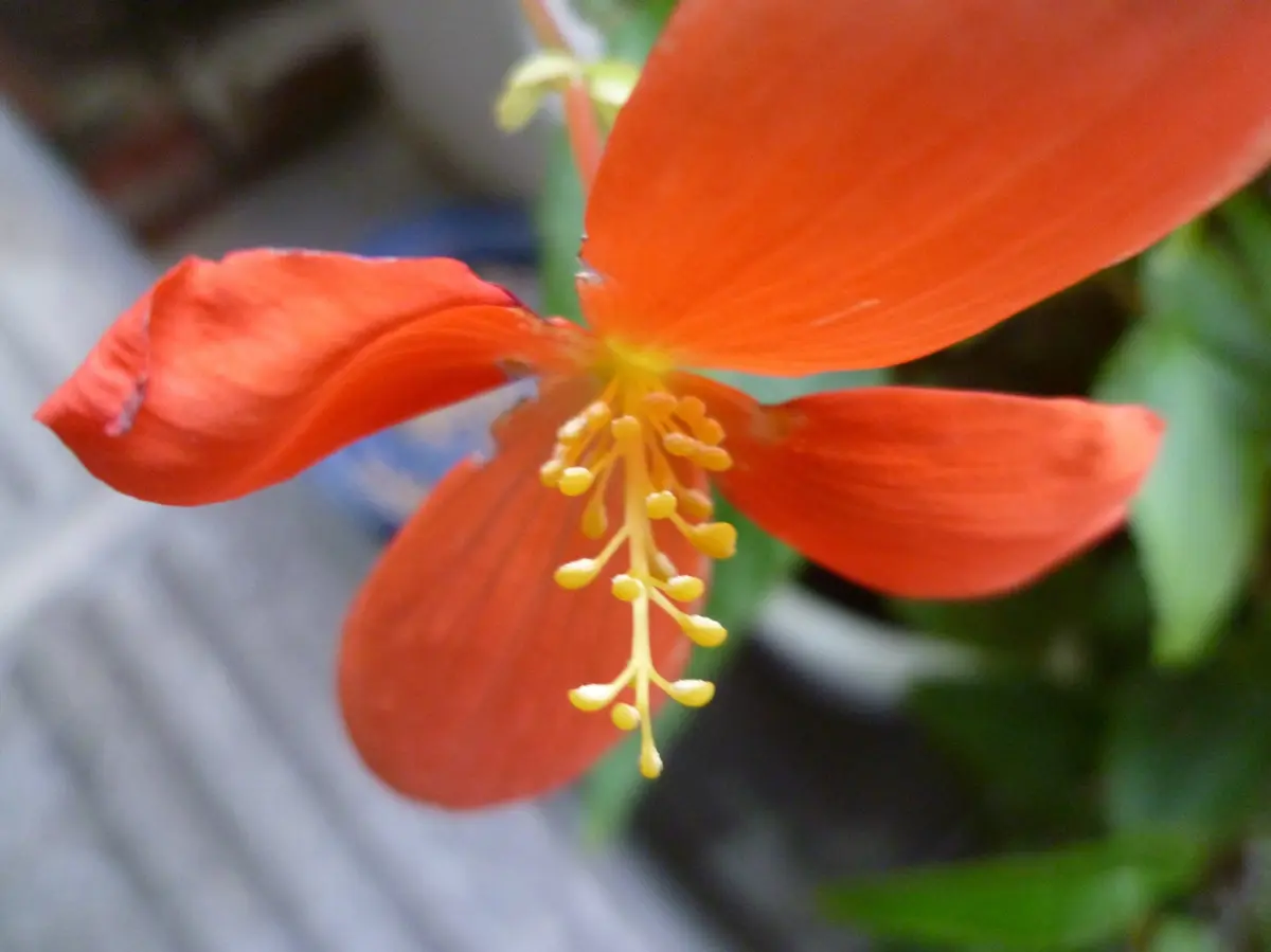 雄蕊と雌蕊｜園芸日記byyashiti-pg｜みんなの趣味の園芸｜260075