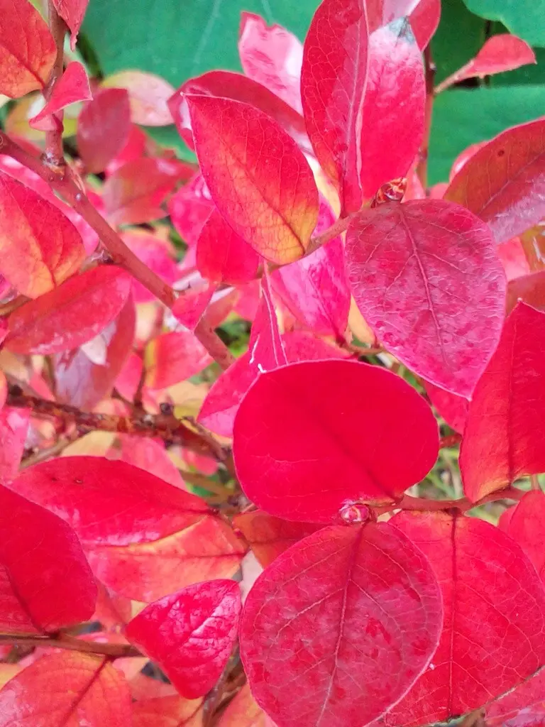 さくら紅葉 特大缶 (8ヶ入×32袋) | 源氏物語ゆかりあられ専門店
