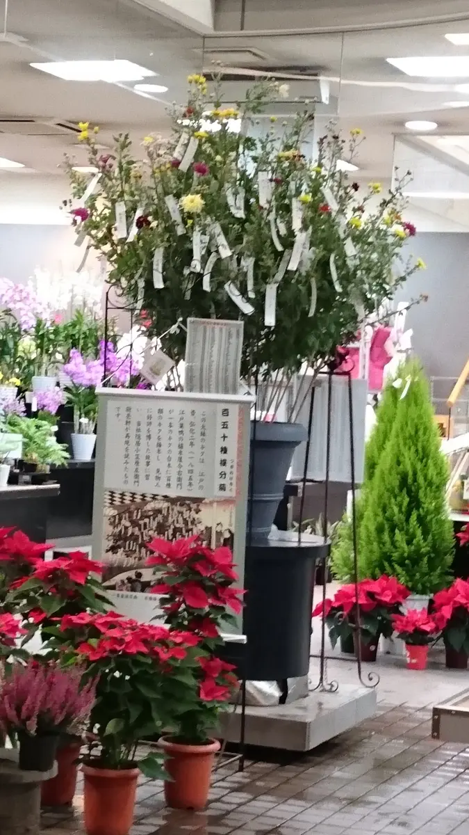 菊 3種貼り、U、P、Uの贈呈帳よりカットの品