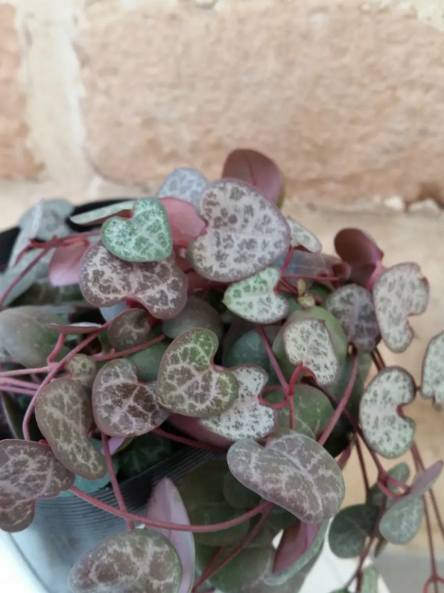 ハートカズラ｜園芸日記by金子 明人｜みんなの趣味の園芸｜261645