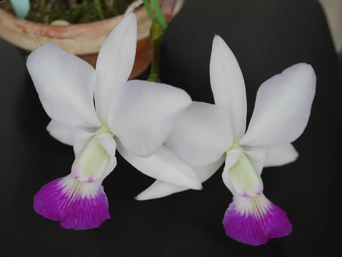 タカの開花｜園芸日記byうめ｜みんなの趣味の園芸｜261888