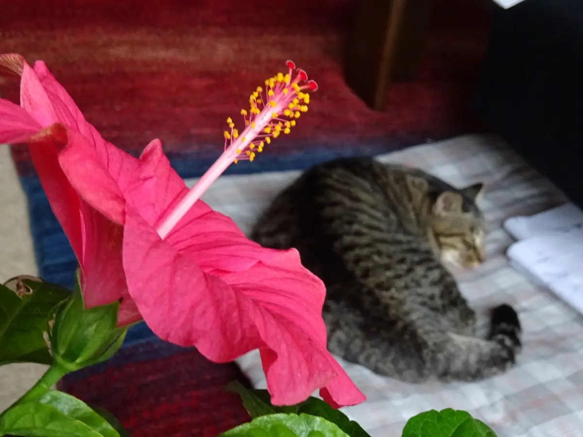 ハイビスカスの咲く部屋で｜園芸日記bysimatyan｜みんなの趣味の