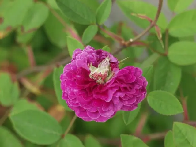 りこ様用 フラワーデザインボタン （失意の薔薇、紫玉｜園芸日記byら 