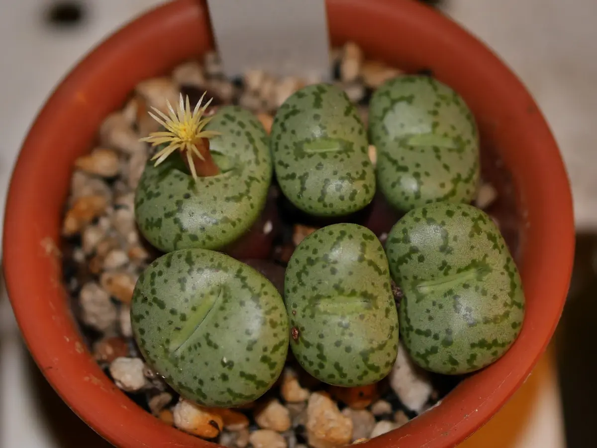 コノフィツム典侍 開花｜園芸日記byうめ｜みんなの趣味の園芸｜263536