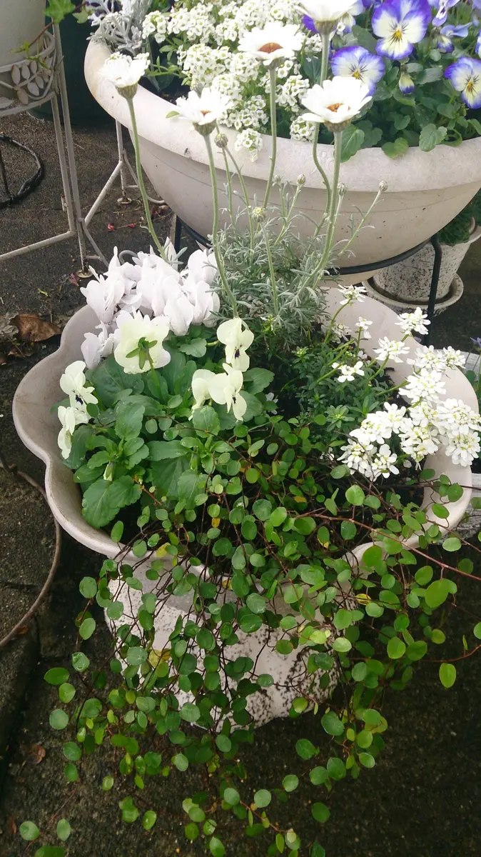 パンジーローダンセマムイベリス寄せ植え｜園芸日記byゆりは｜みんなの