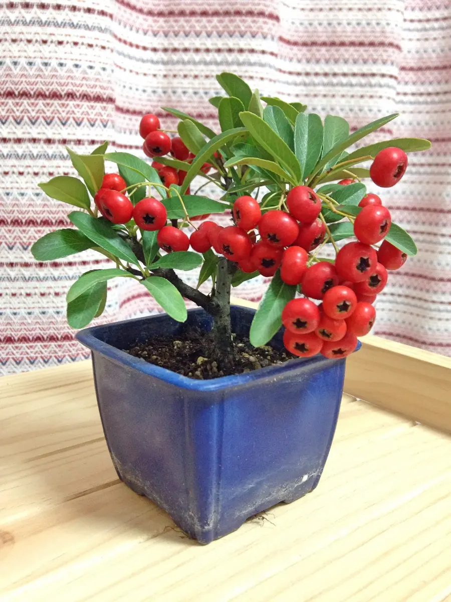 ミニ盆栽大作戦〜構想〜ピラカンサ｜園芸日記byeikoai｜みんなの趣味の