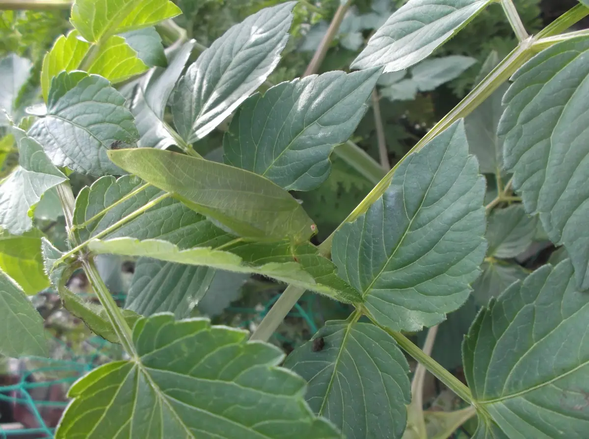 葉っぱみたいな虫｜園芸日記byすもも☆｜みんなの趣味の園芸｜264701