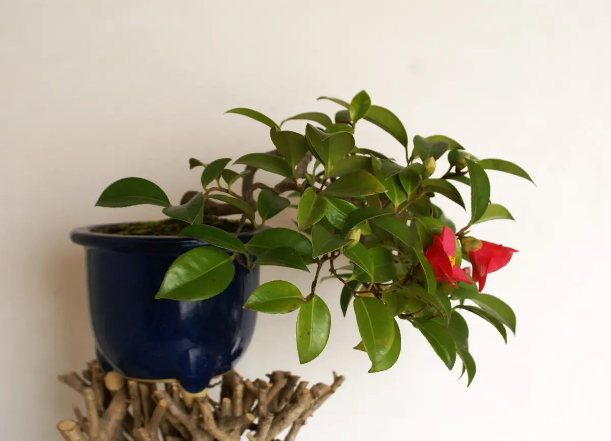 椿　紅詫助　[模様木]　大品盆栽 盆栽 椿 藪椿 樹高 上下 約45cm つばき Camellia japonica
