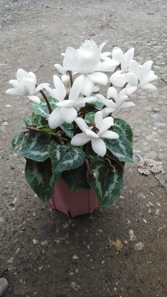 今年もフェアリーピコがやってきました。2｜園芸日記byさいちぇん