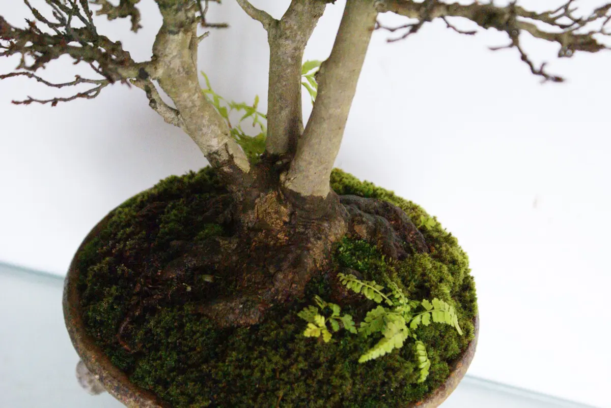 冬の楓盆栽｜園芸日記byディスカス｜みんなの趣味の園芸｜265749