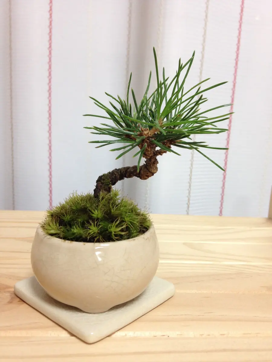ミニ盆栽大作戦〜剪定〜クロマツもみあげ｜園芸日記byeikoai｜みんなの