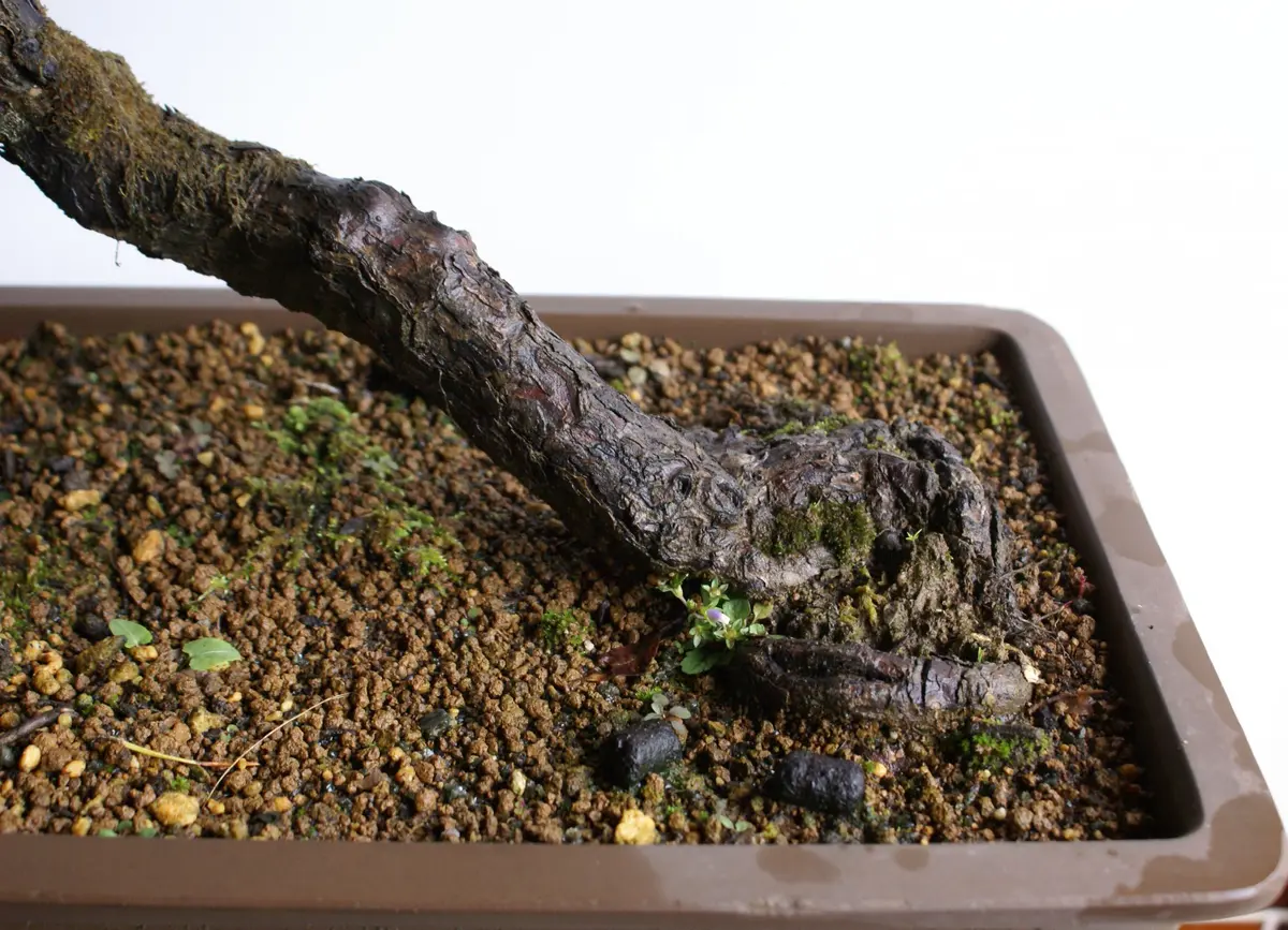 黒松盆栽 文人仕立て｜園芸日記byディスカス｜みんなの趣味の園芸｜265915