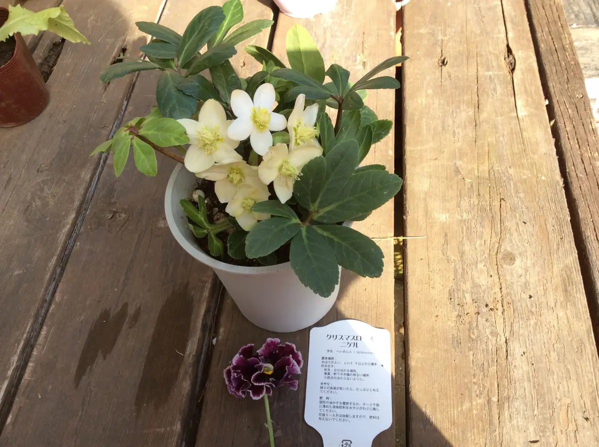 上向きのクリスマスローズニゲラ｜園芸日記by弥生5月｜みんなの趣味の