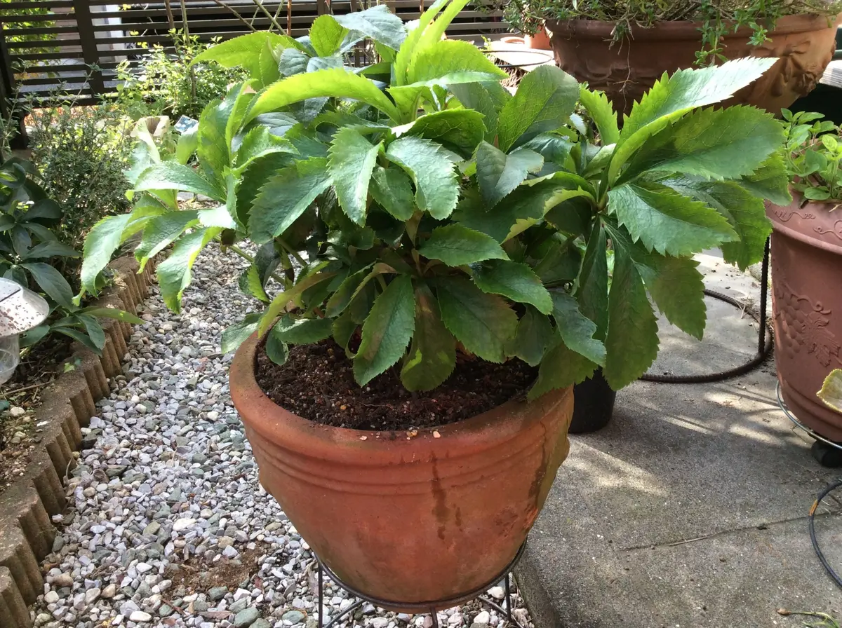 上向きのクリスマスローズニゲラ｜園芸日記by弥生5月｜みんなの趣味の