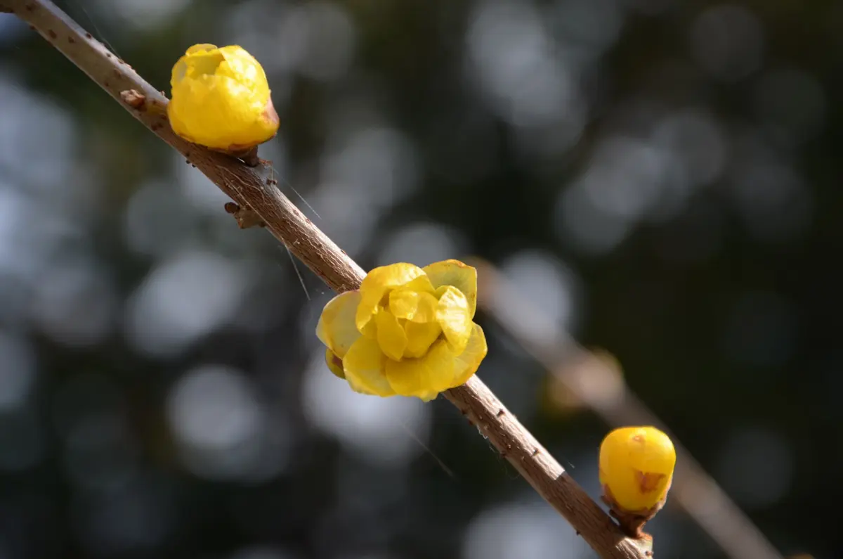 満月蝋梅の種 満月蝋梅｜園芸日記by赤いハナミズキ｜みんなの趣味の園芸｜266477 満月