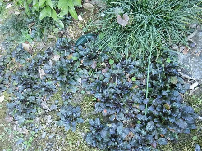 かすみ草ジプシーとシネンシスのつぼみ｜園芸日記byりぼん