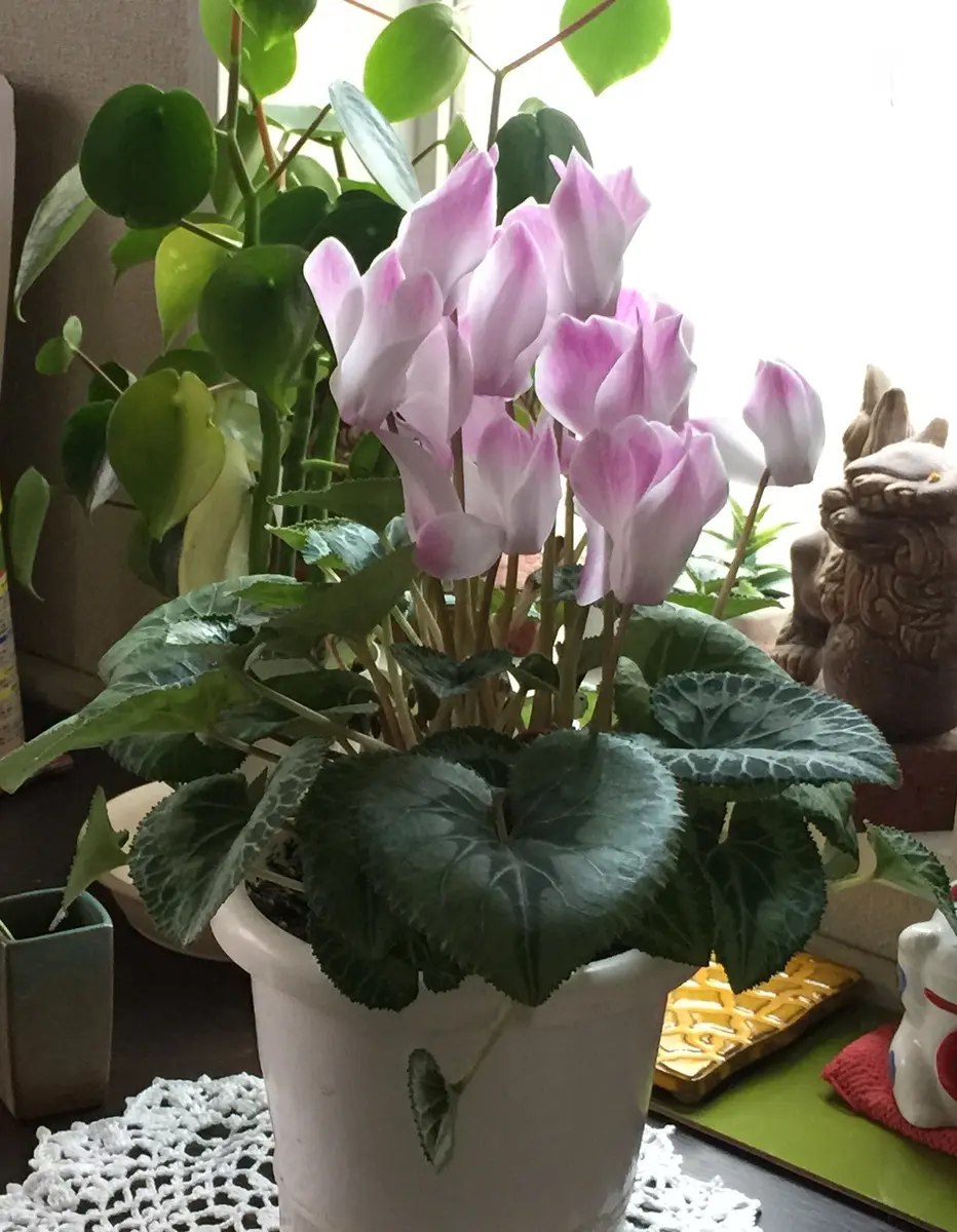 シクラメン復活(*^^)v｜園芸日記byもっとん｜みんなの趣味の園芸｜266525