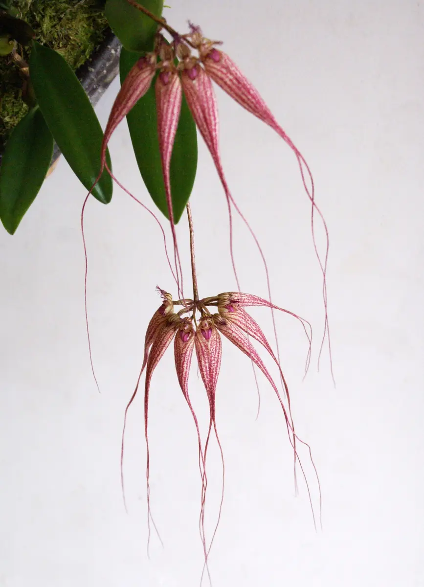 洋ラン バルボフィラム エリザベス アン 'バックルベリー '株分け苗