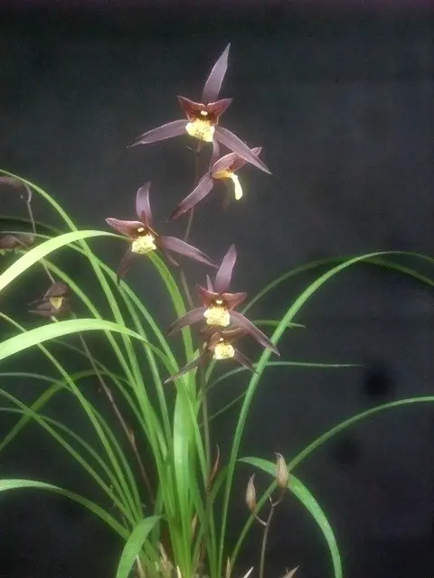 日向寒蘭・華神｜園芸日記byこんちゃん｜みんなの趣味の園芸｜267426