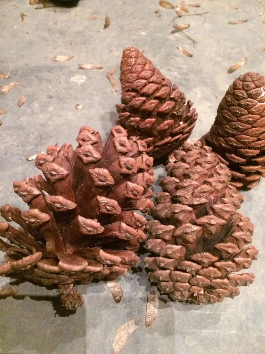 大王松のまつぼっくり｜園芸日記byyamabito｜みんなの趣味の園芸｜267475