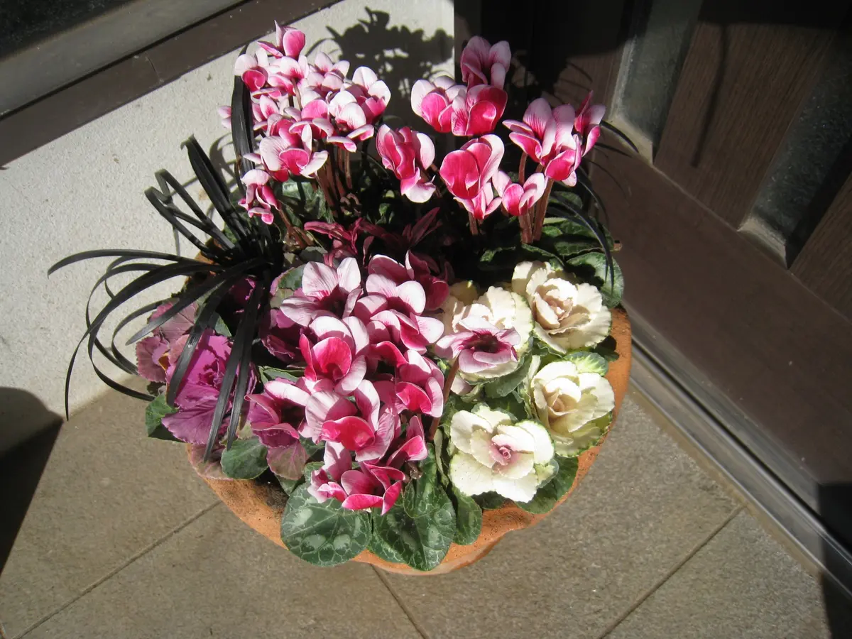 sweetbasket 葉牡丹とシクラメン 季節のお花 寄せ植え 売り切れました sweetbasket 葉牡丹とシクラメン 季節のお花 寄せ植え 売り切れ