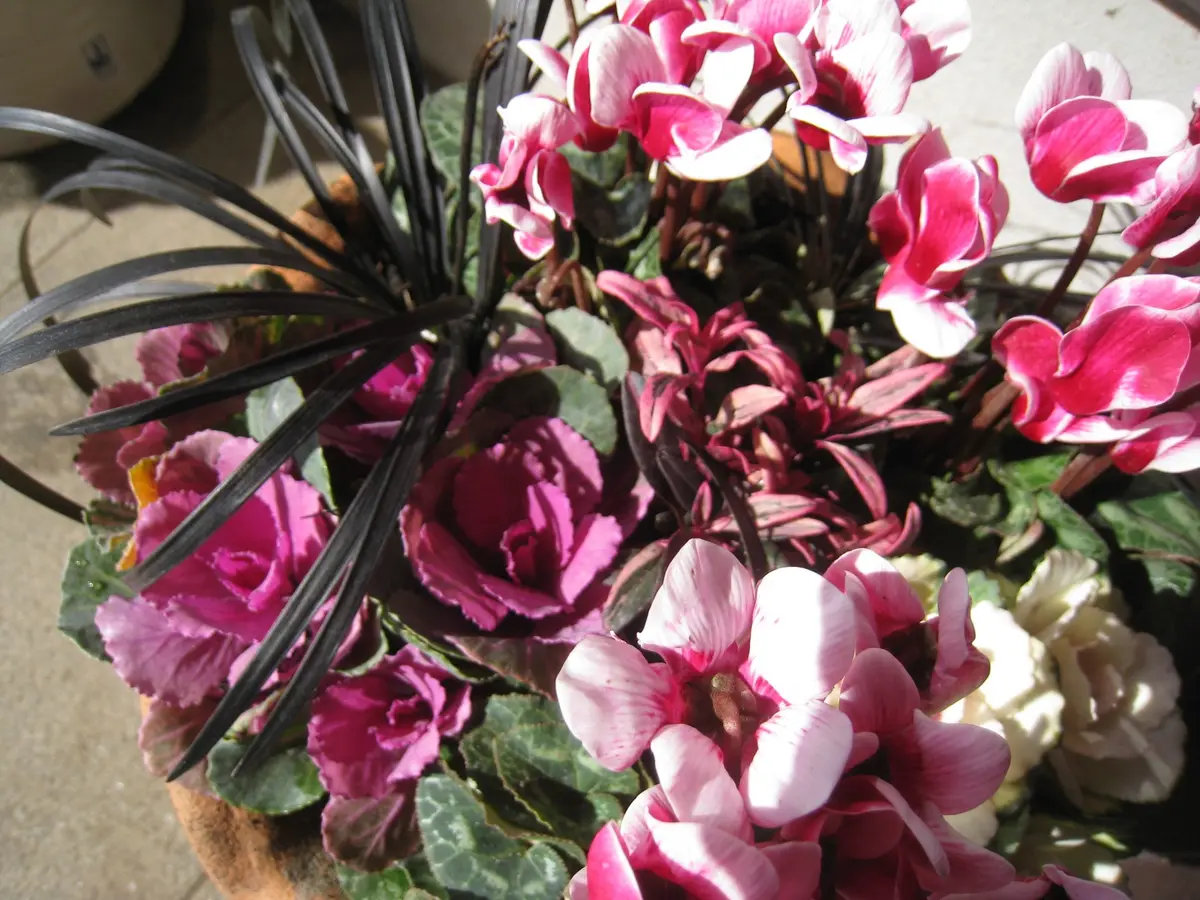 葉牡丹とガーデンシクラメンの寄せ植え｜園芸日記by園芸友ダチ