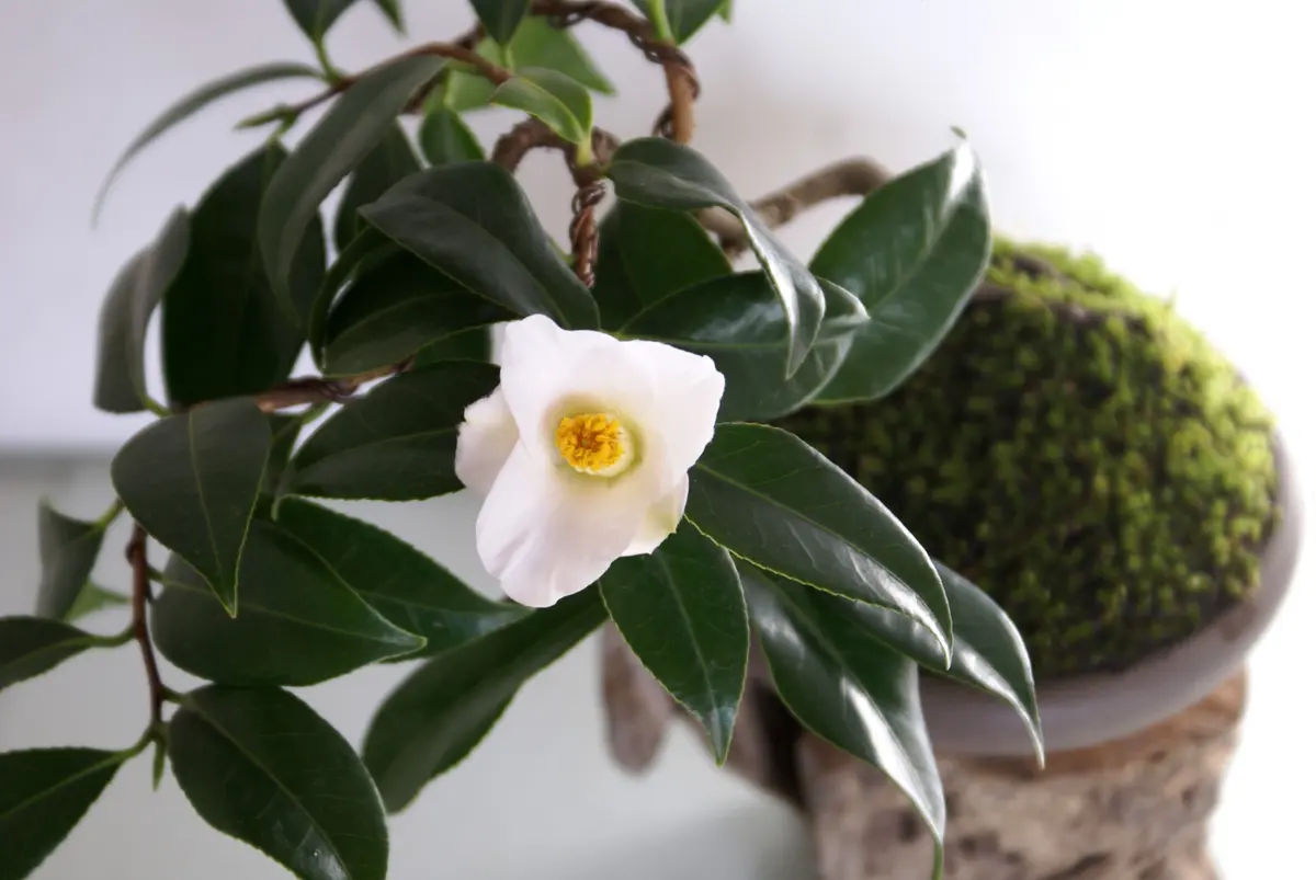 椿　盆栽仕立て　白色　八重咲き　花弁　つぼみ多数    No7 八重咲きの椿☆ | 花咲く祈りの寺☆清瀧寺