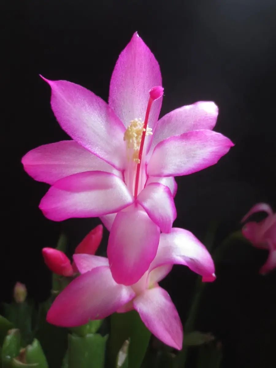 ファイアー(コンペイトウ)の不思議｜園芸日記by華｜みんなの趣味の園芸