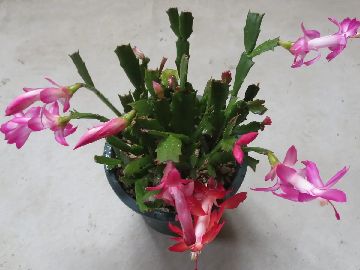 りんご シャコバサボテン コンペイトウファイヤー シクラメン レジーナ