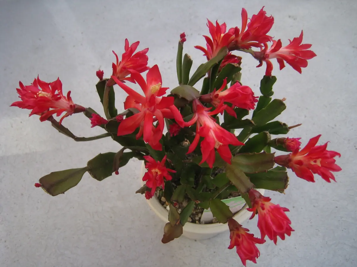 ファイアー(コンペイトウ)の不思議｜園芸日記by華｜みんなの趣味の園芸