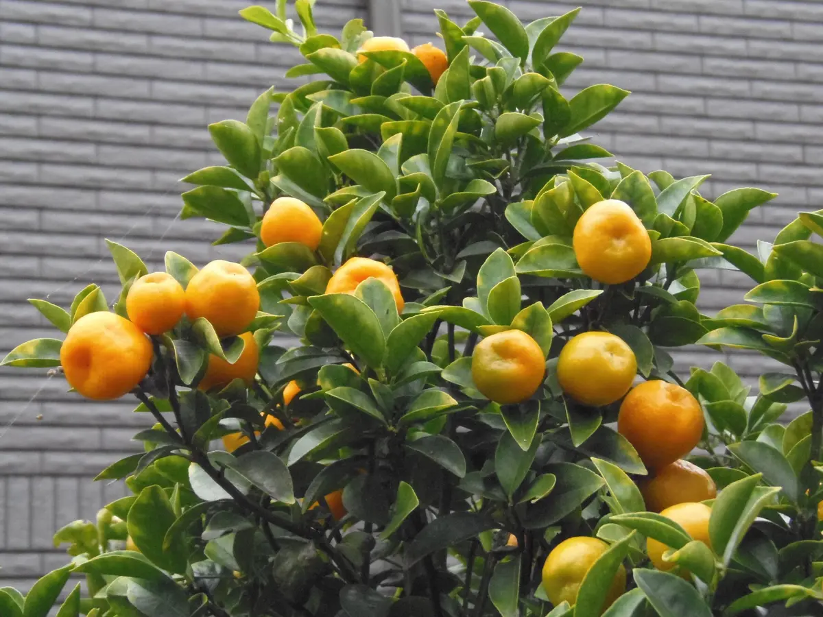 ブランディー様大実金柑 【公式通販】