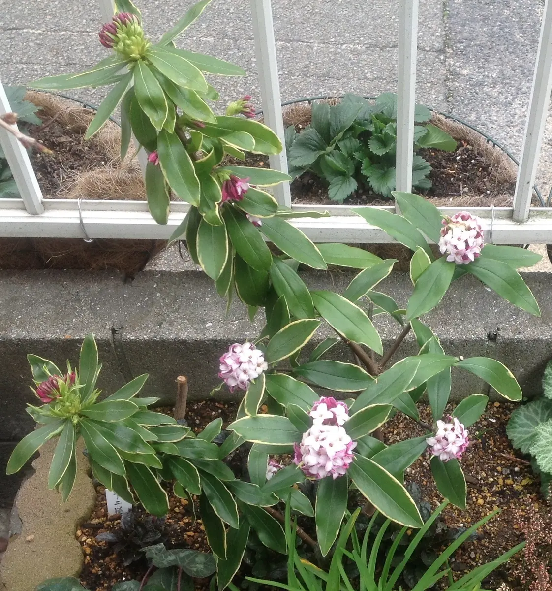 沈丁花の花芽！｜園芸日記by八千代椿｜みんなの趣味の園芸｜269088