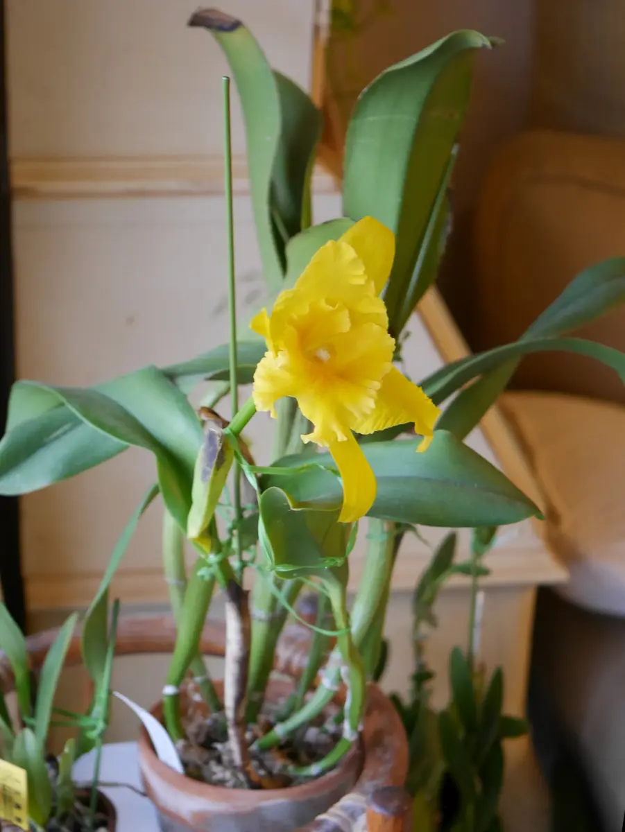 HawYuanGold'O-2'開花|園芸日記byうめ|みんなの趣味 HawYuanGold'O-2'開花|園芸日記byうめ|みんなの趣味
