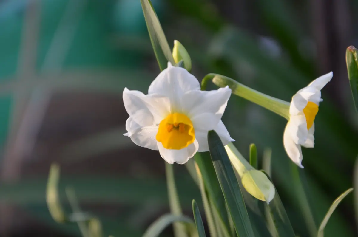 山野草 斑入り 日本水仙 白覆輪縞 八重咲き 白花／熊本産