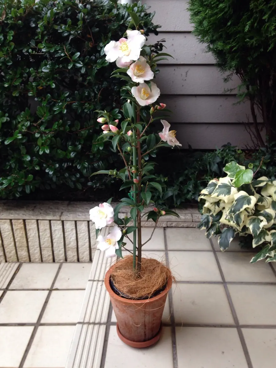 春風　はるかぜ　椿 春風 はるかぜ 椿 はるほのか萩椿美人BBクリーム(サンプル2g